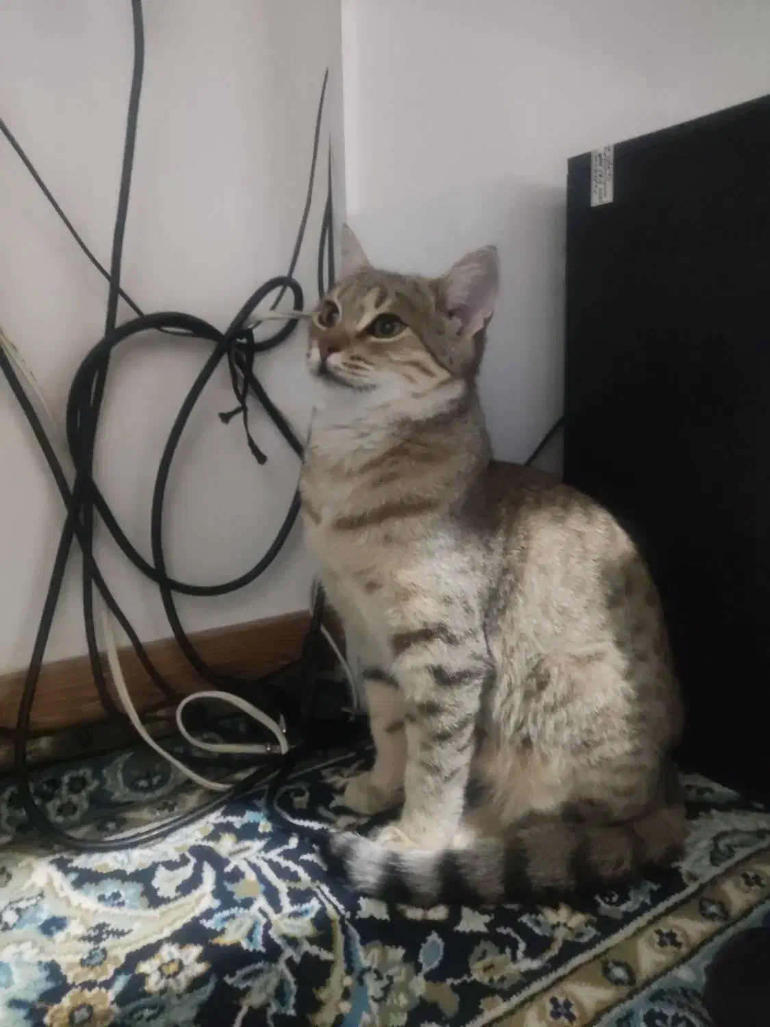 واگذاری گربه خانگی|گربه|تاکستان, |دیوار