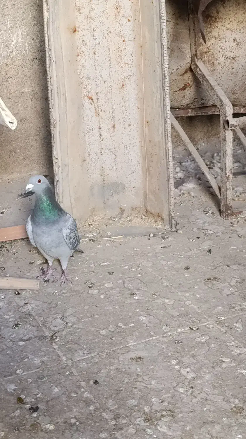 معاوضه کبوتر پلاکی|پرنده|گچی, |دیوار