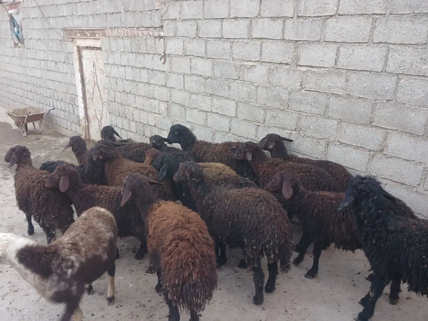 ۲۰عددبره درج یک...|حیوانات مزرعه|بوکان, |دیوار