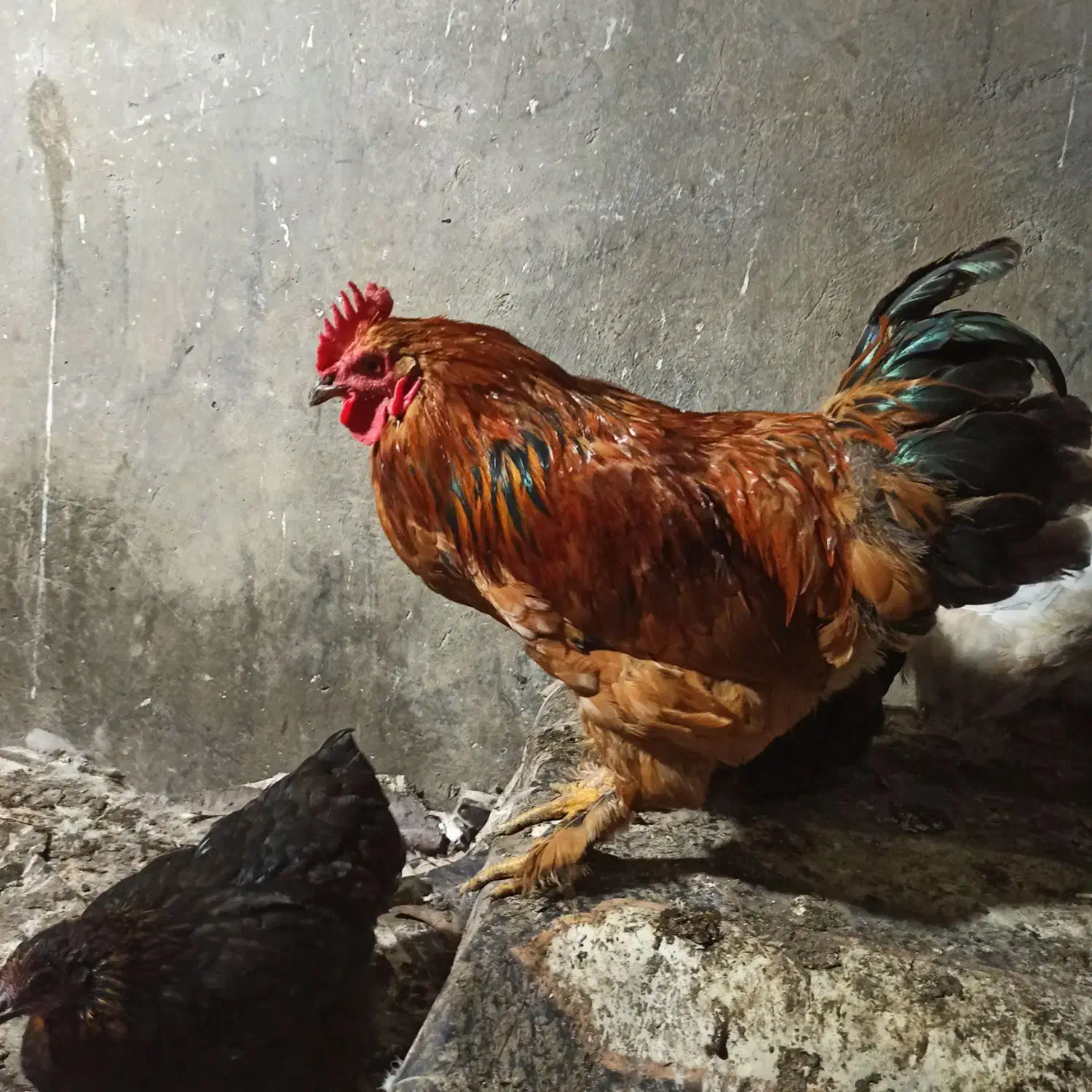 خروس محلی|حیوانات مزرعه|لاهیجان, بازکیاگوراب|دیوار