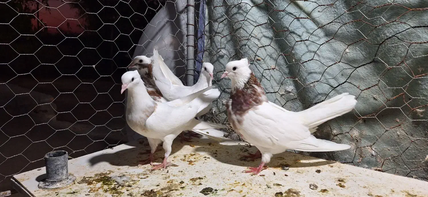 سه عدد طوقی|پرنده|آبدانان, |دیوار