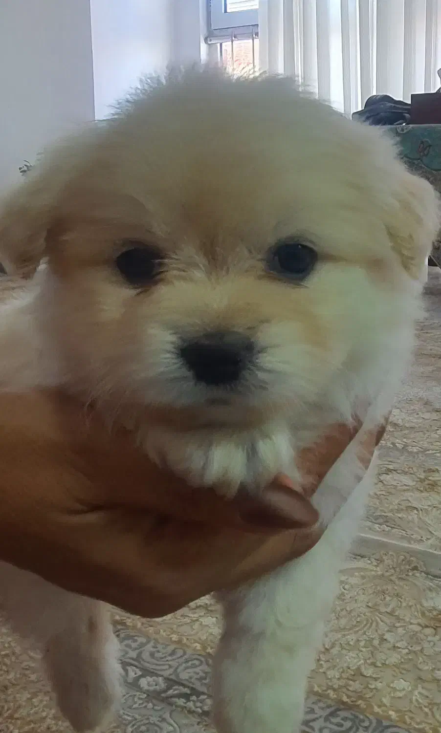 توله سگ پامر|سگ|کرمان, |دیوار