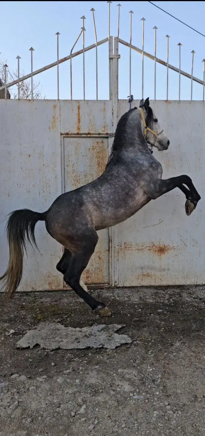 کره نریان سه ساله|اسب و تجهیزات اسب‌سواری|کرمانشاه, |دیوار