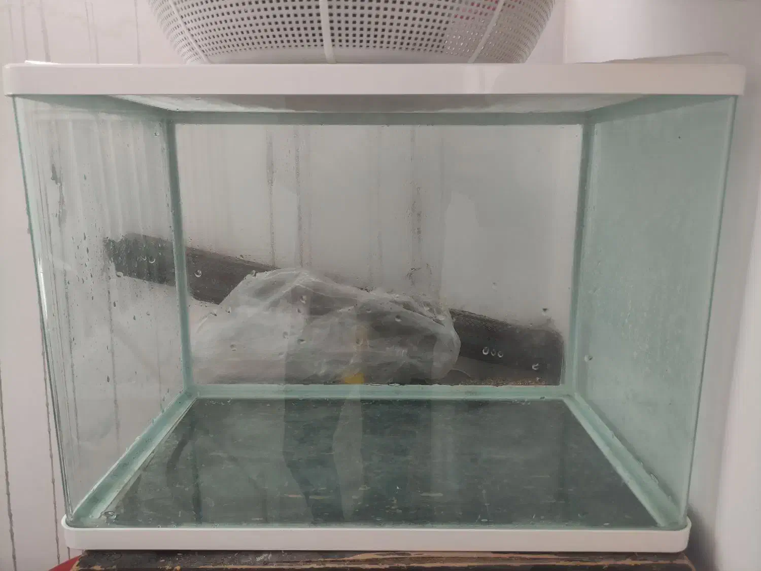 آکواریوم شیشه خم شرکتی قناری به همراه پمپ|ماهی|مشهد, کارمندان دوم|دیوار