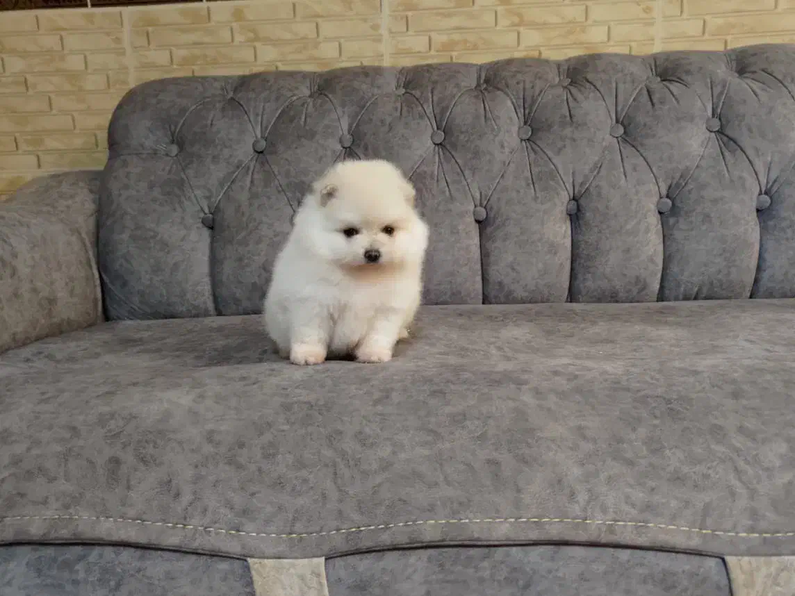 پامرانین سایز ریزتضمینی|سگ|کرج, گوهردشت|دیوار