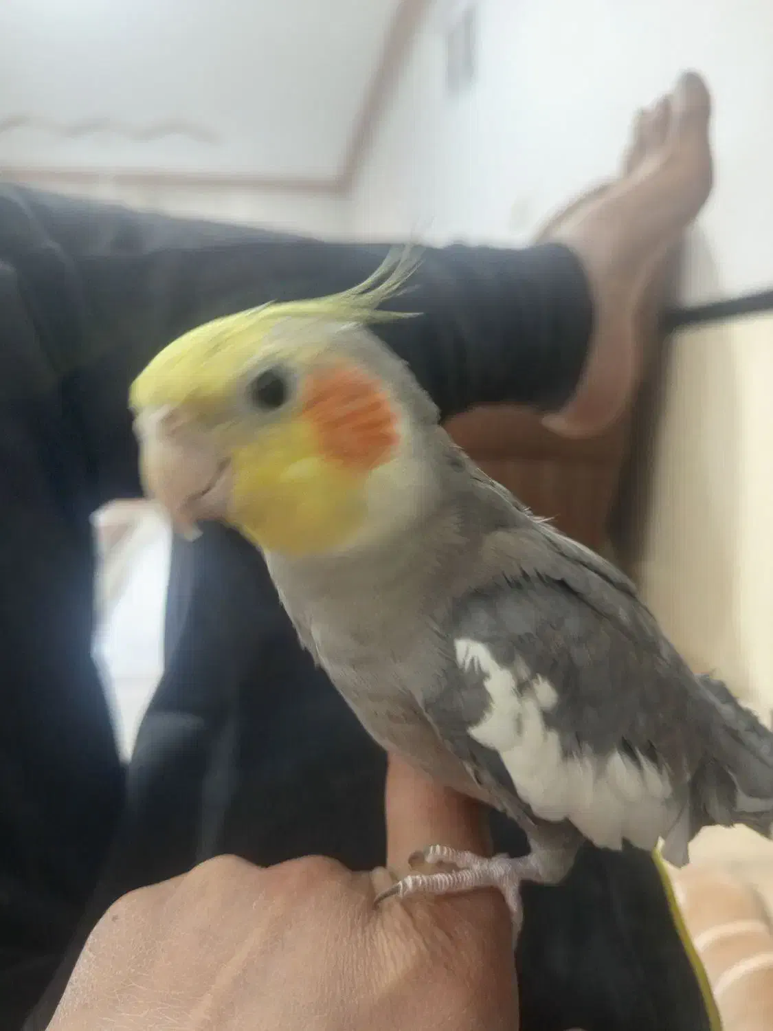 عروس هلندی|پرنده|رضویه, |دیوار