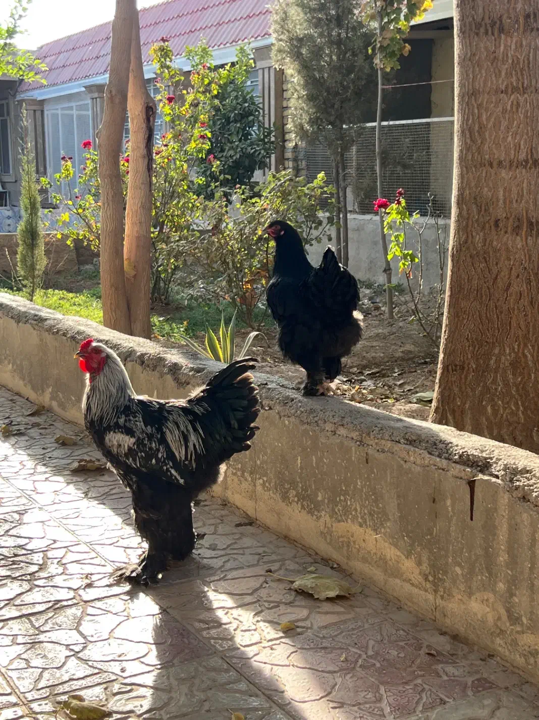 تخم برهما موجود هست|حیوانات مزرعه|مرودشت, فیروزی|دیوار