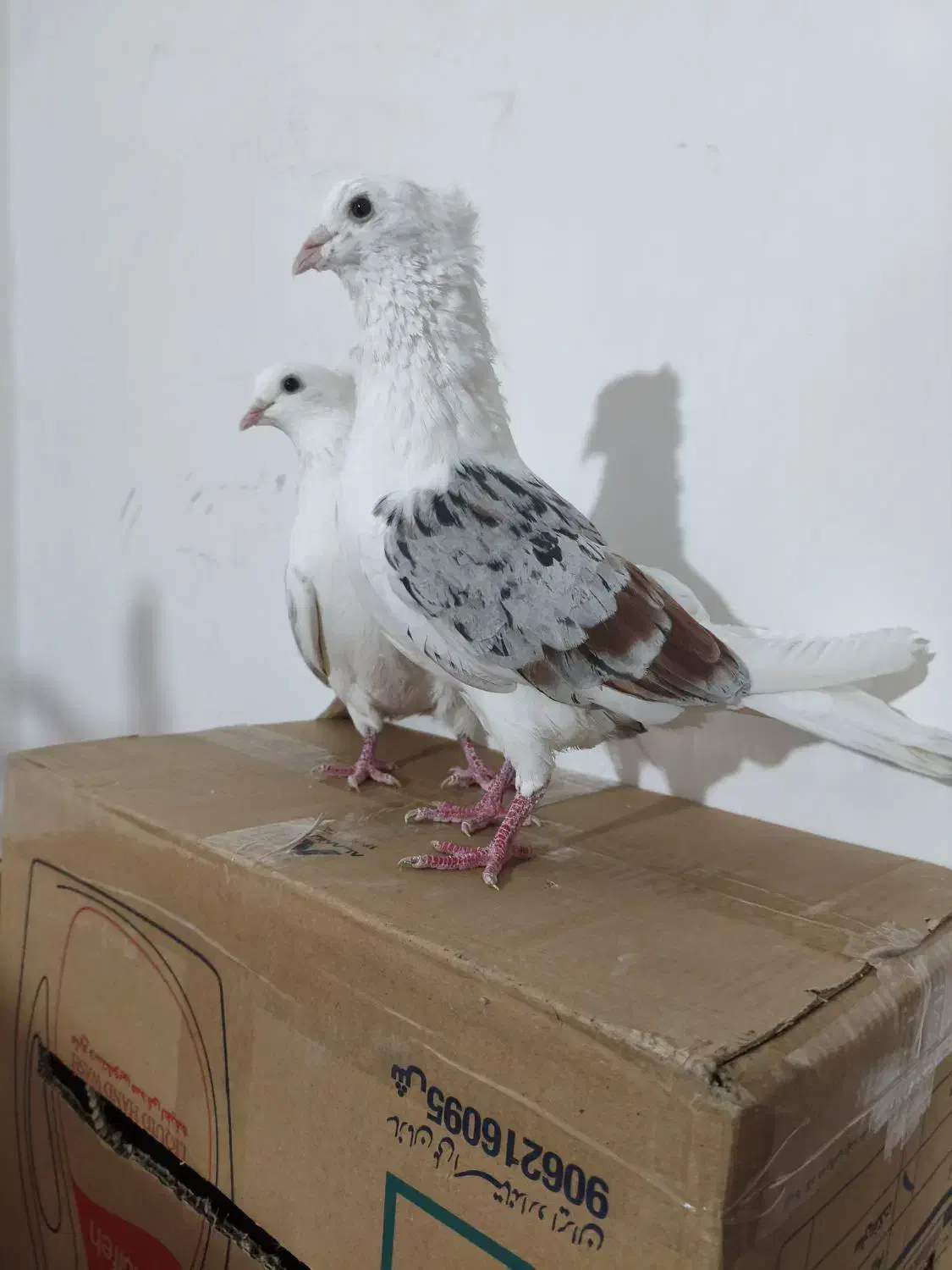 خوشونه|پرنده|الشتر, |دیوار