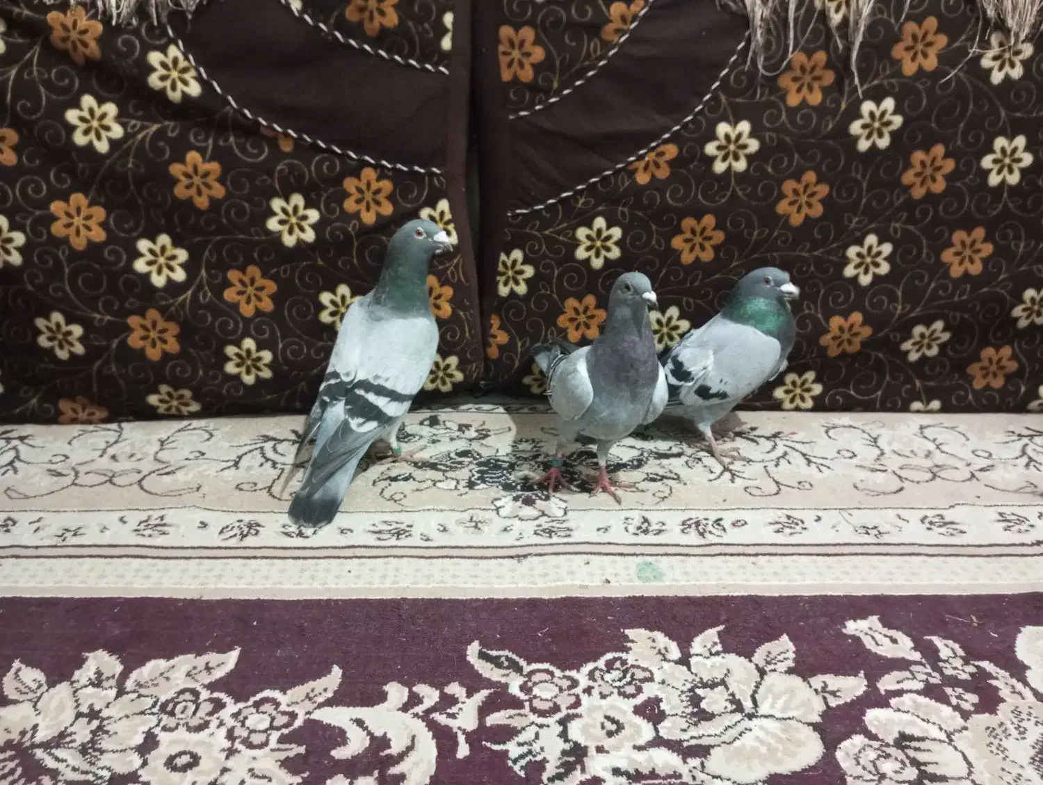 ....|پرنده|سعدآباد, |دیوار