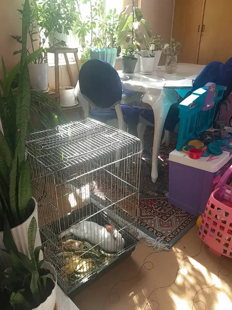 واگذاری خرگوش وا گذاری|موش و خرگوش|شیراز, شهرک سراج|دیوار