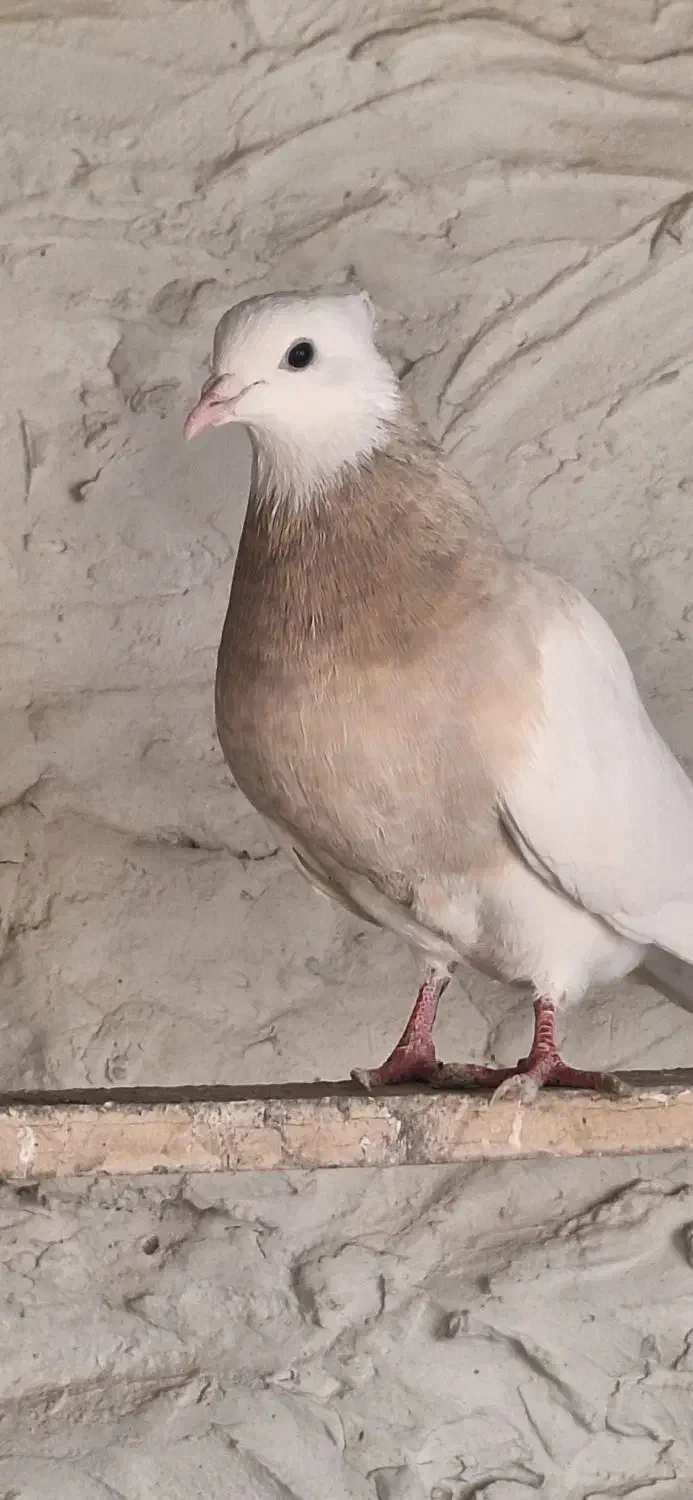 طوقی درجه یک|پرنده|کاشان, خرمدشت|دیوار