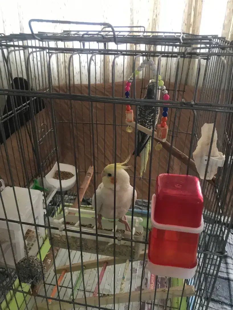 عروس هلندی|پرنده|تهران, شهرک امام خمینی|دیوار