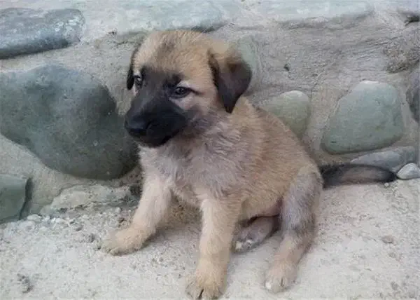 دو عدد توله سگ سرابی|سگ|آبپخش, |دیوار