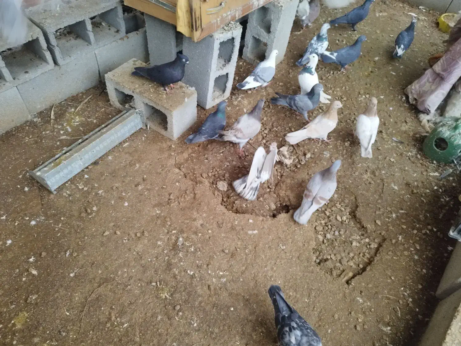 کبوتر بالاگیر|پرنده|گتوند, |دیوار