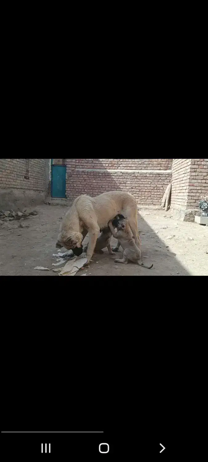 واگذاری ماده گمشد دوستان|سگ|فیروزآباد (آذربایجان), |دیوار