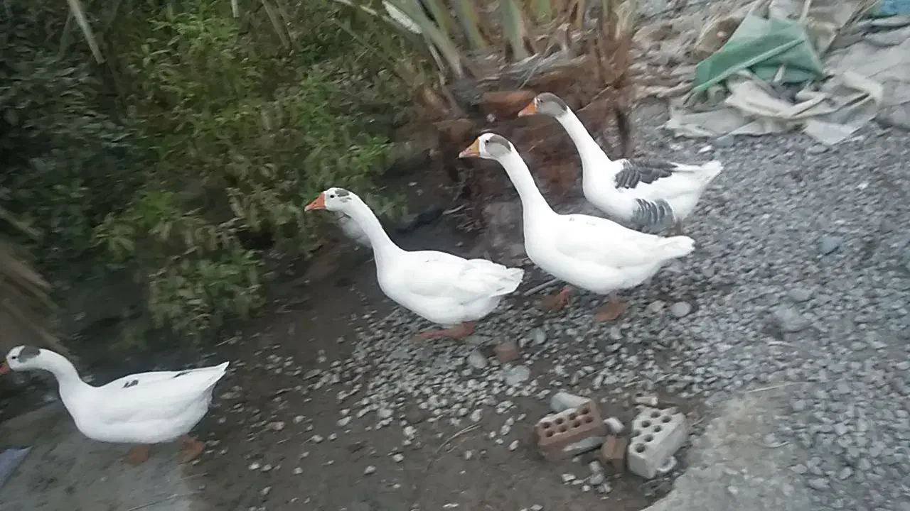 دو جفت غاز سفید خوشگل|حیوانات مزرعه|عنبرآباد, |دیوار