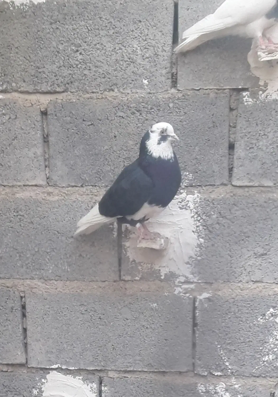 کبوتر شازده|پرنده|رودهن, |دیوار