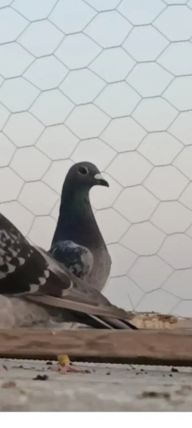 کبوتر .چهار جفت عطیقه مسافتی|پرنده|هامون, |دیوار