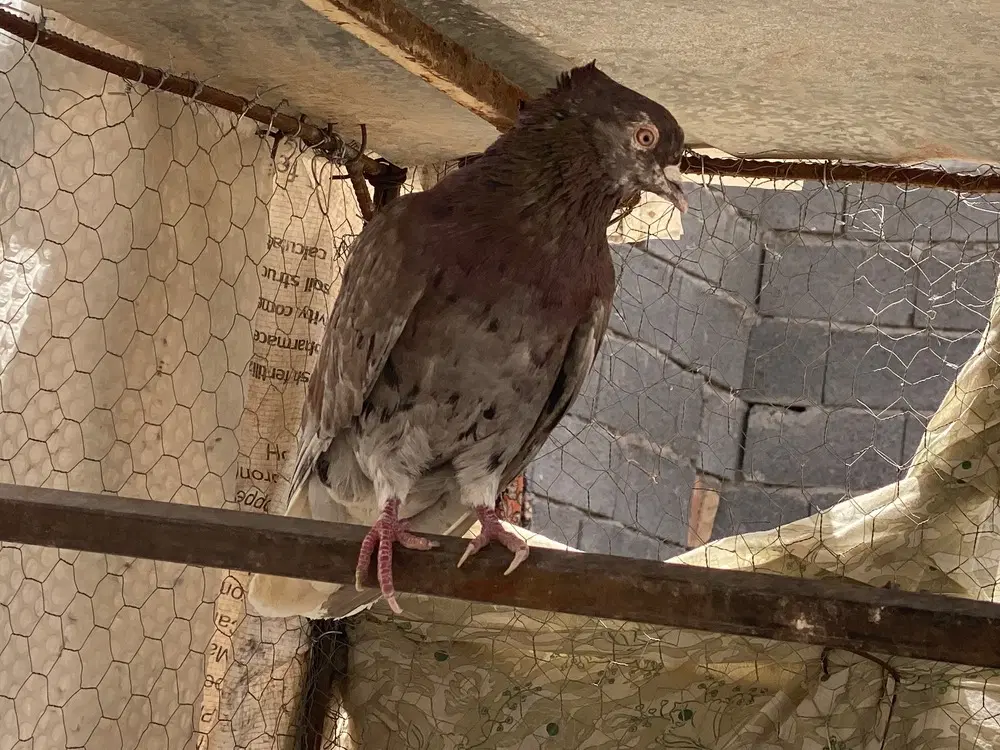 کبوتر|پرنده|سیرجان, |دیوار