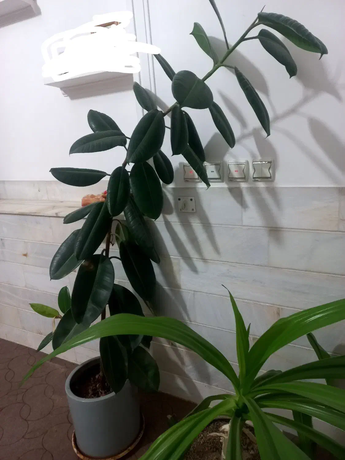 فروش گل فیکوس و سوسن با گلدان|گل و گیاه طبیعی|اردکان, |دیوار