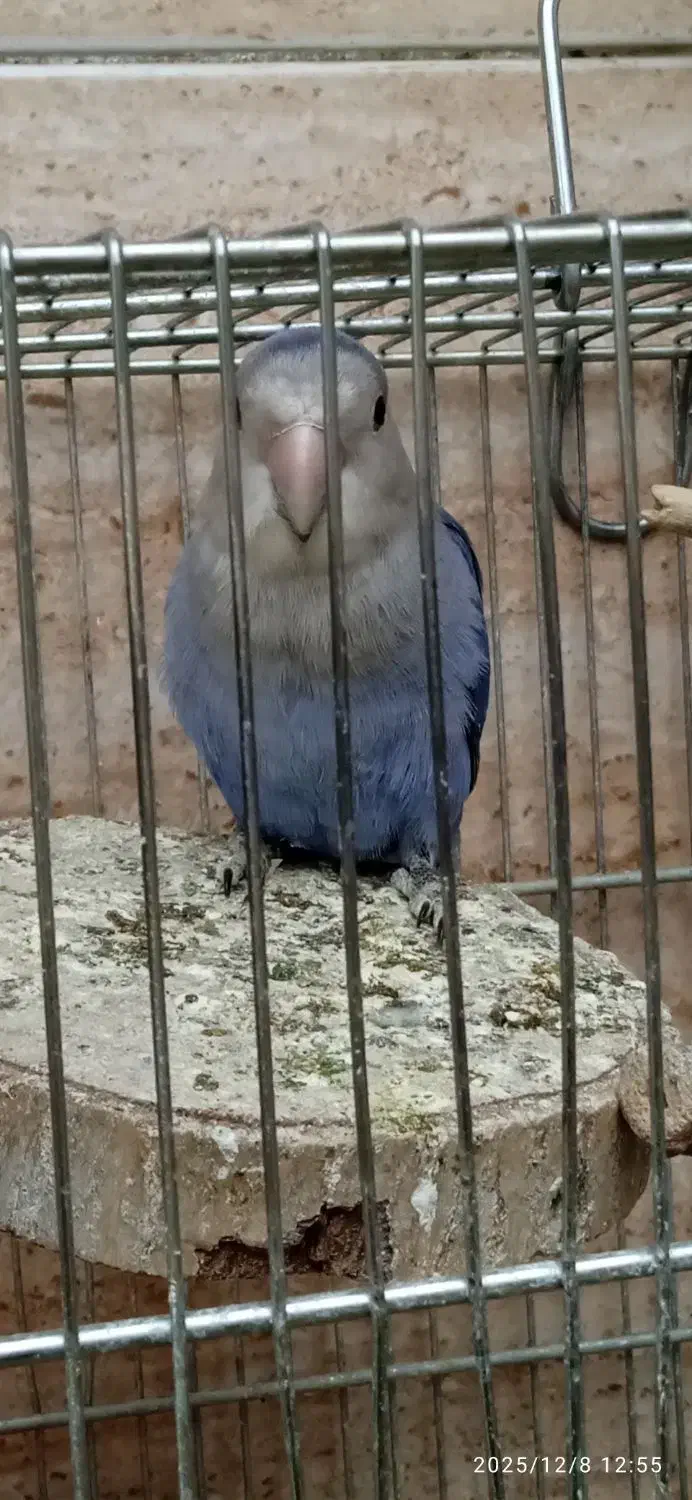 طوطی برزیلی معاوضه با پرنده|پرنده|سنندج, |دیوار