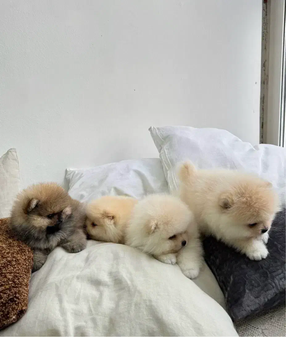 سگ پامر خرسی اورجینال.پامرانین عروسکی گرید A+|سگ|شیراز, فرهنگ شهر|دیوار