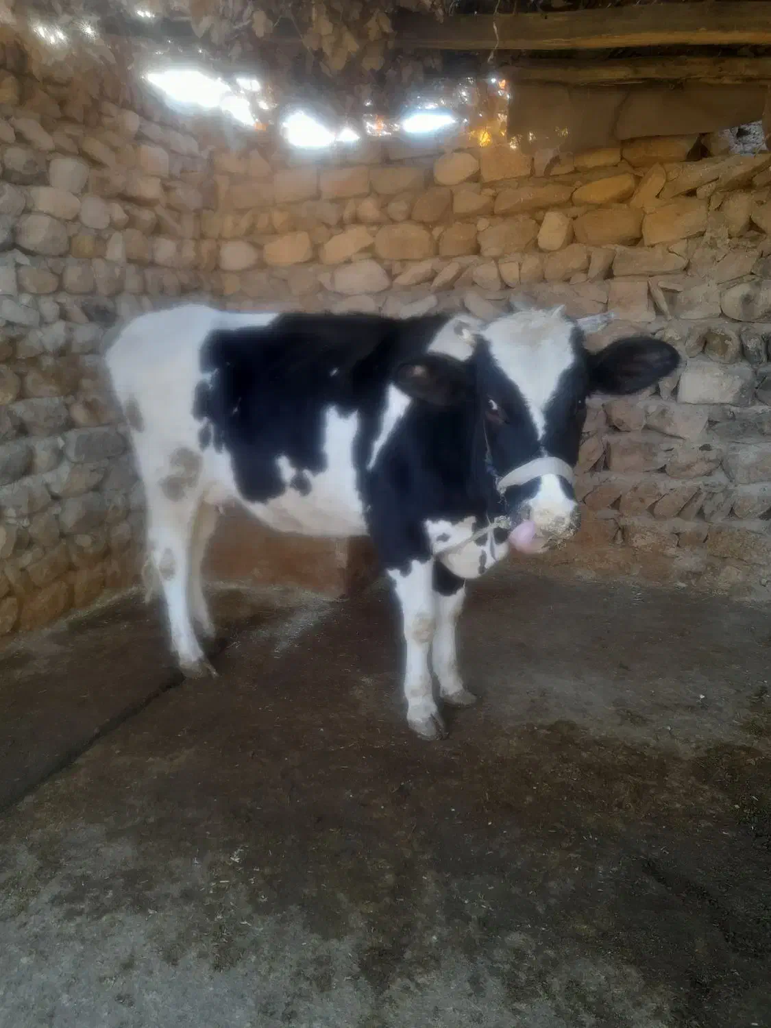 فروش گاو و گوساله|حیوانات مزرعه|کوهدشت, |دیوار