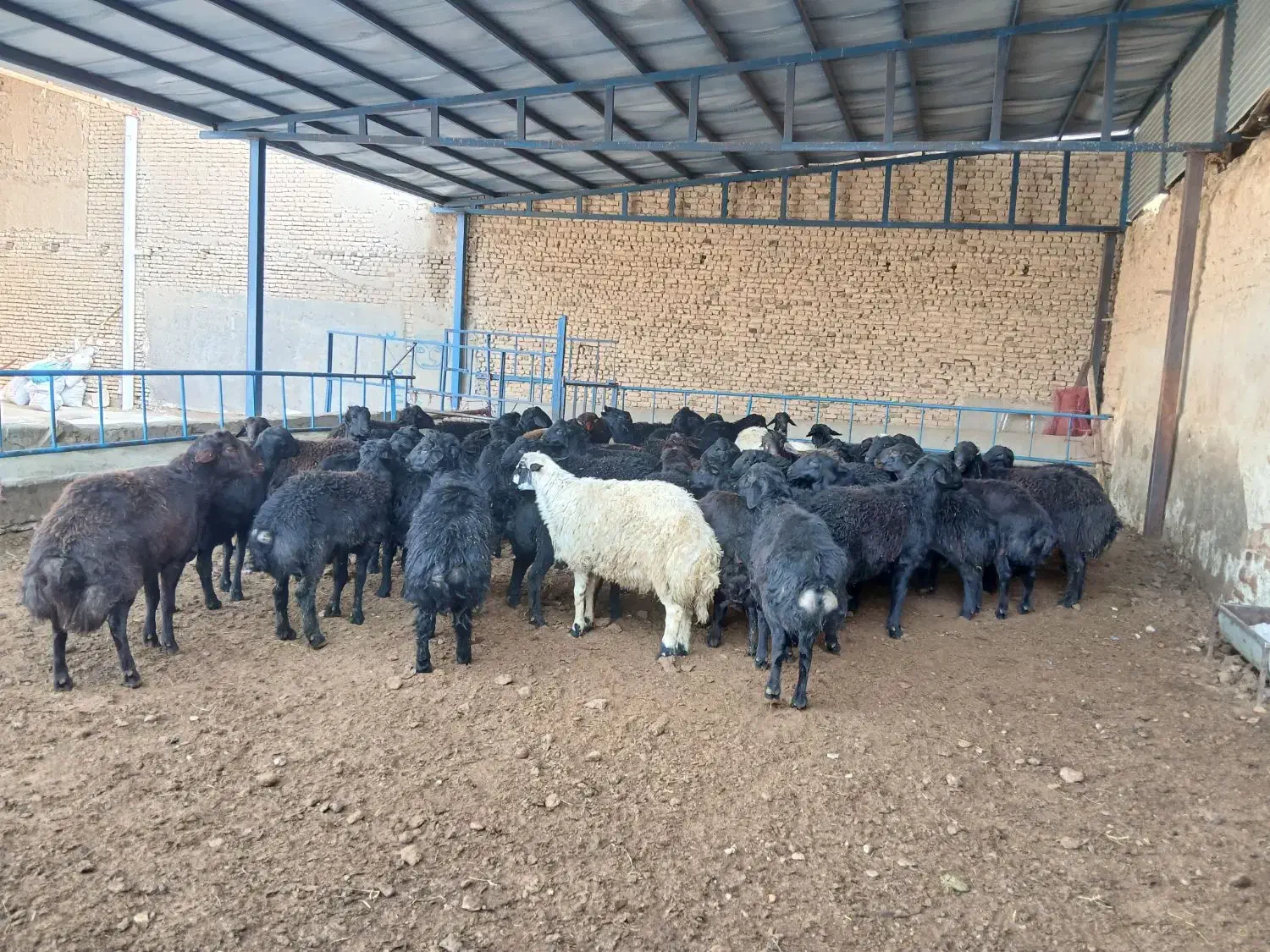 ۶۰راس قوچ قره قزل اصل|حیوانات مزرعه|لالجین, |دیوار