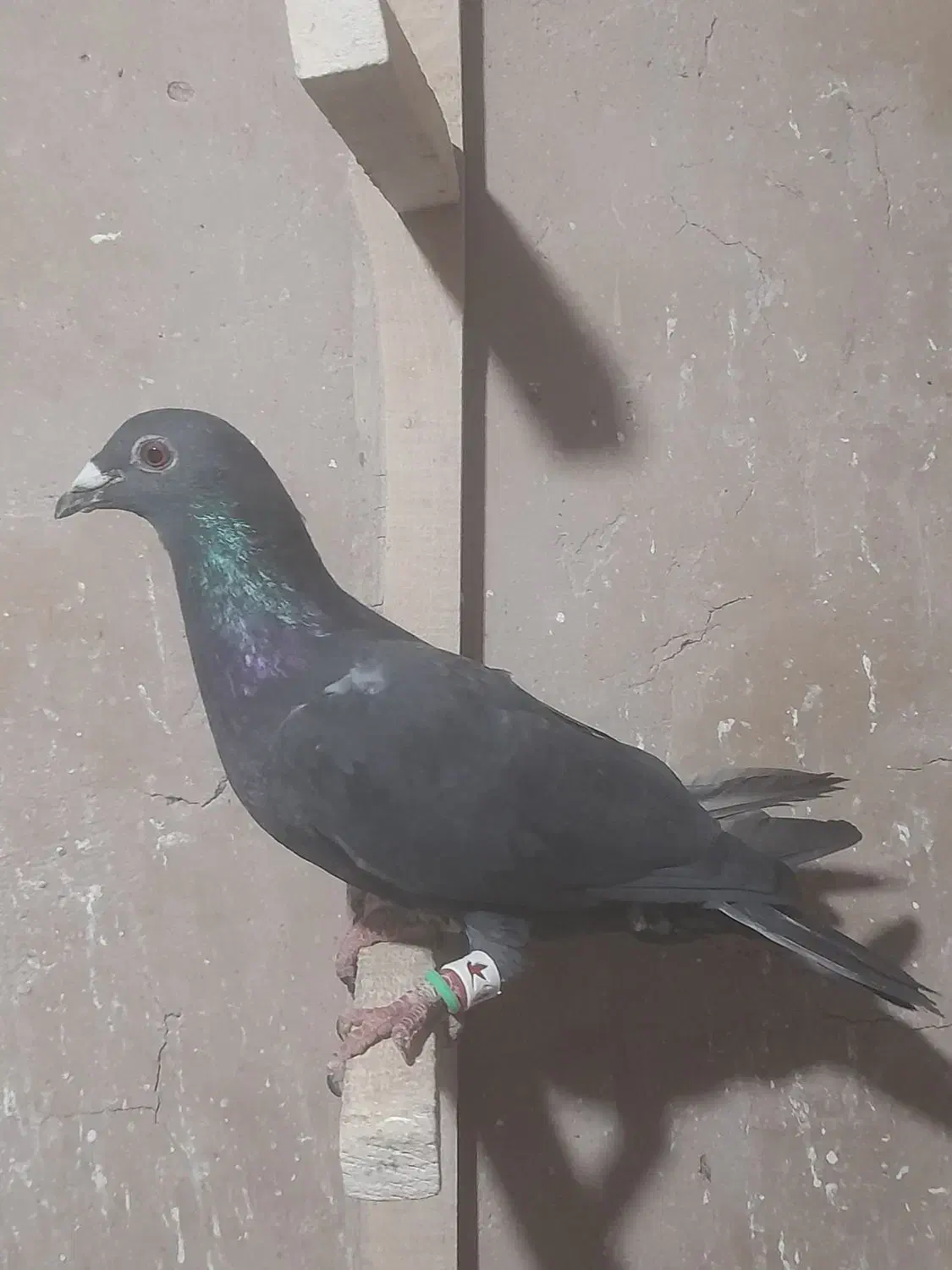 کفترشهرستان...کاشمر|پرنده|کاشمر, |دیوار