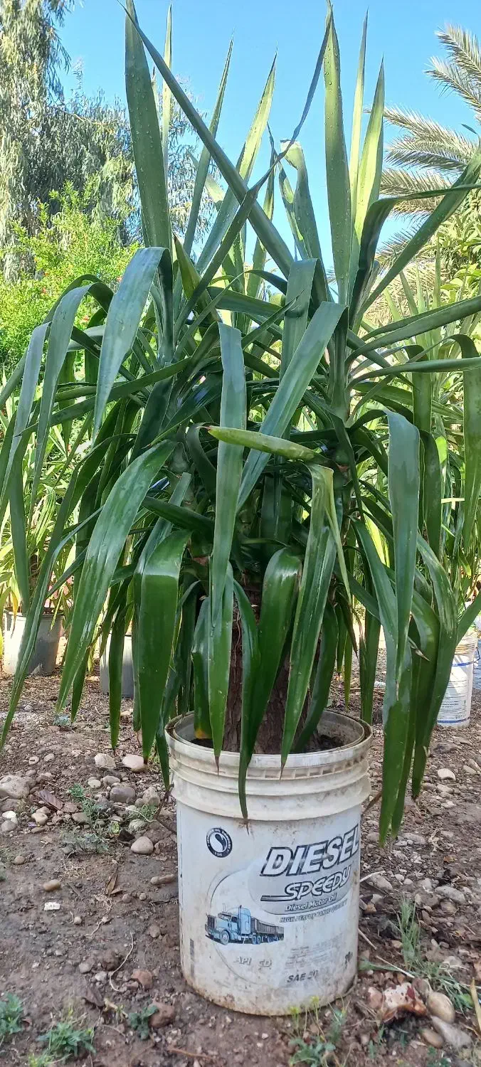 گل یوکا|گل و گیاه طبیعی|خفر, |دیوار