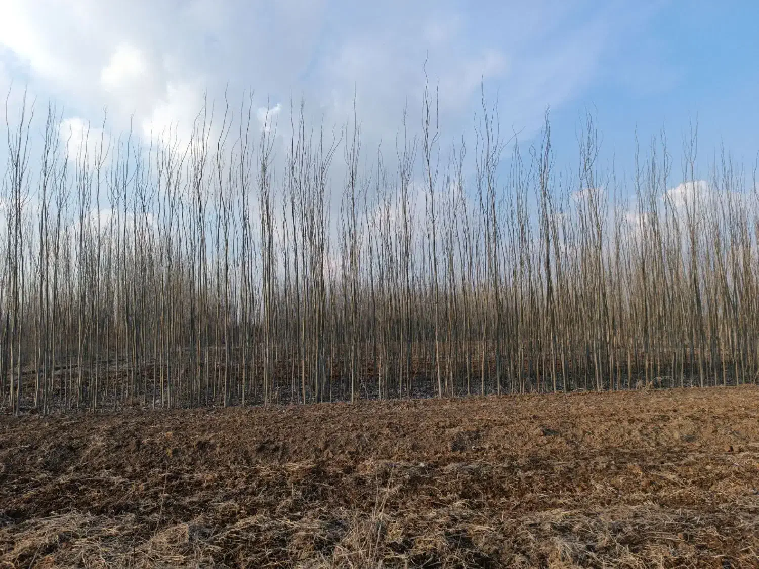 فروش نهال صنوبر سرمایه گذاری مطمئن|خدمات باغبانی و درختکاری|رستم‌آباد, |دیوار