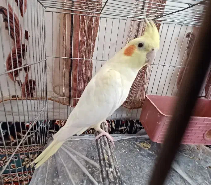 عروس هلندی لوتینو ماده|پرنده|ملایر, |دیوار