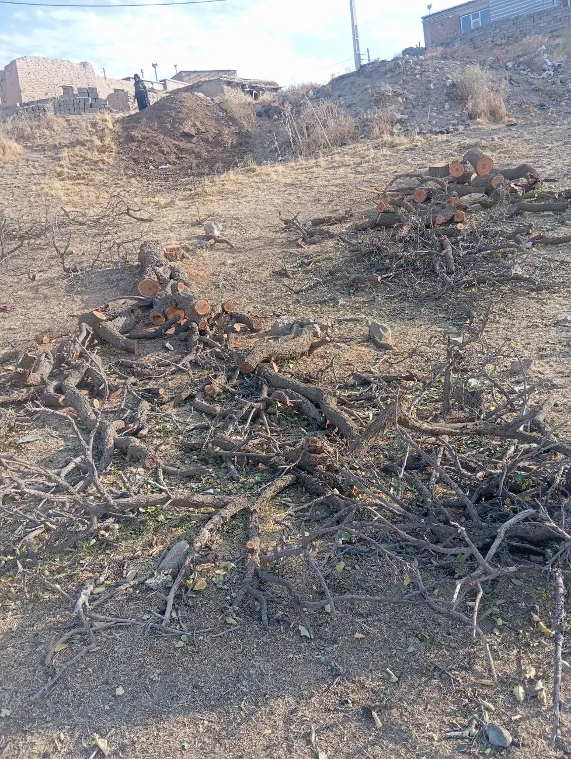 خرید انواع چوب|خدمات باغبانی و درختکاری|بوکان, |دیوار