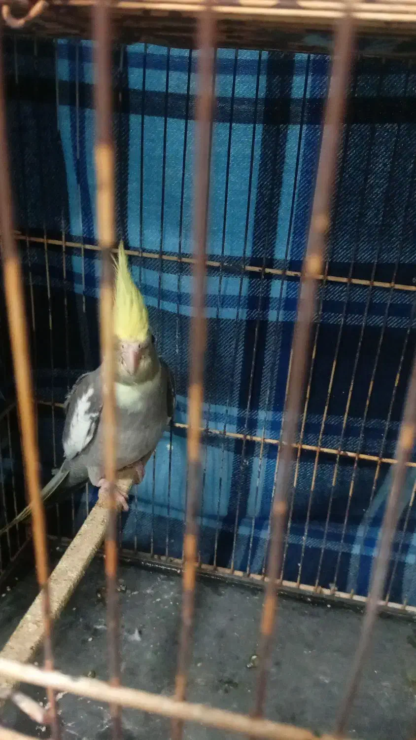 جوجه عروس هلندی|پرنده|مهران (ایلام), |دیوار