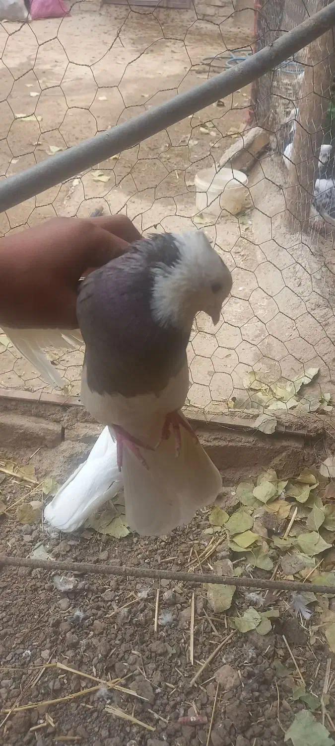 معاوضه طوقی با جوجه نامه بر|پرنده|اسدآباد, |دیوار