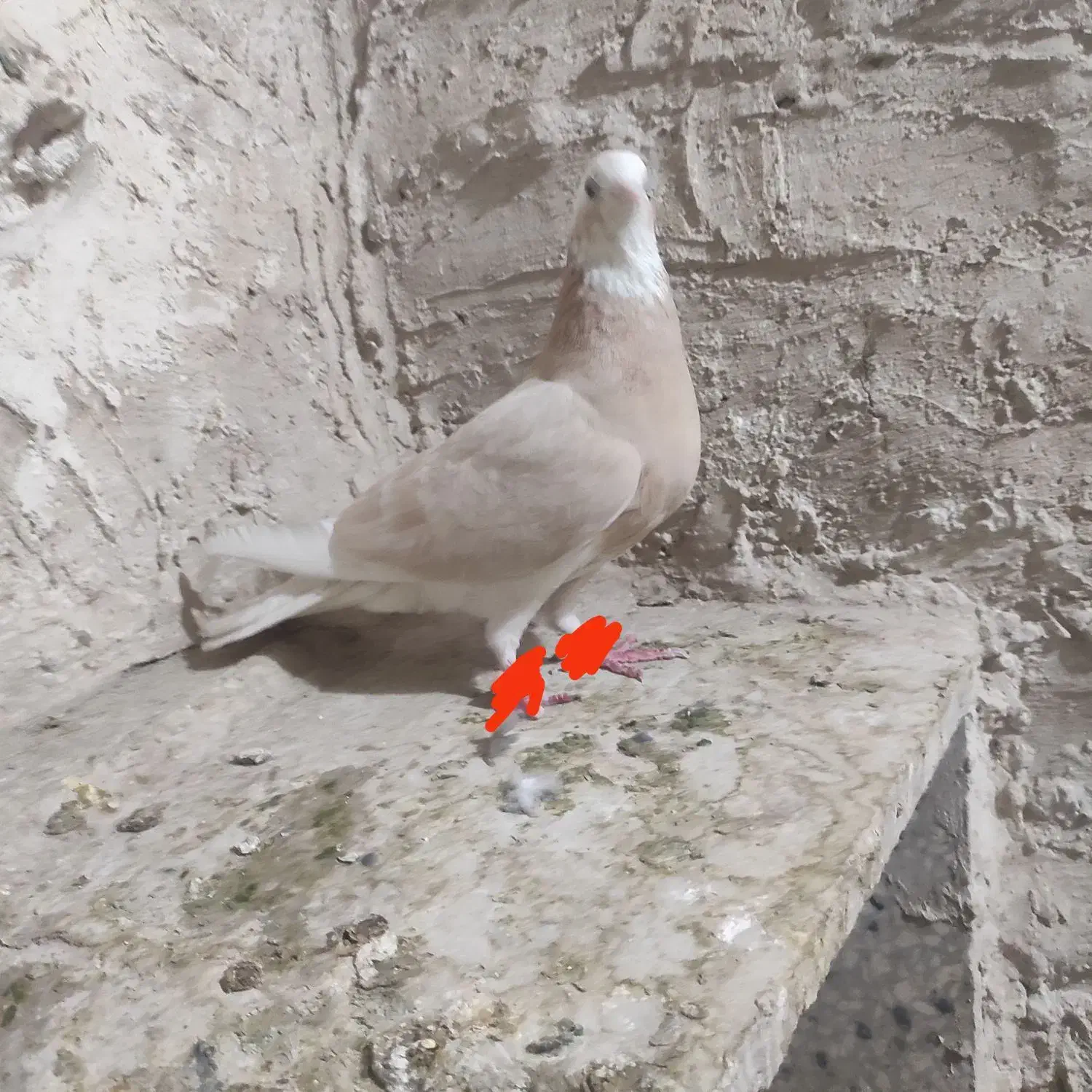 کفتر شازده زرد نقاشی|پرنده|کرباسک, |دیوار