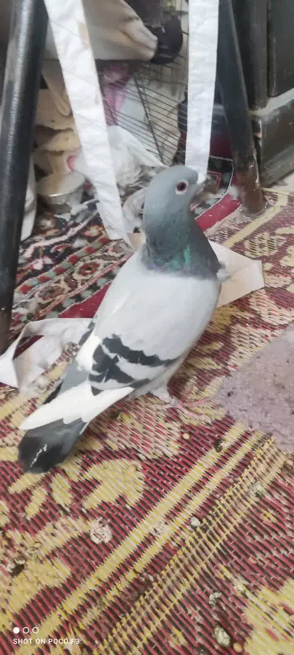 کفتر|پرنده|قم, یزدانشهر|دیوار