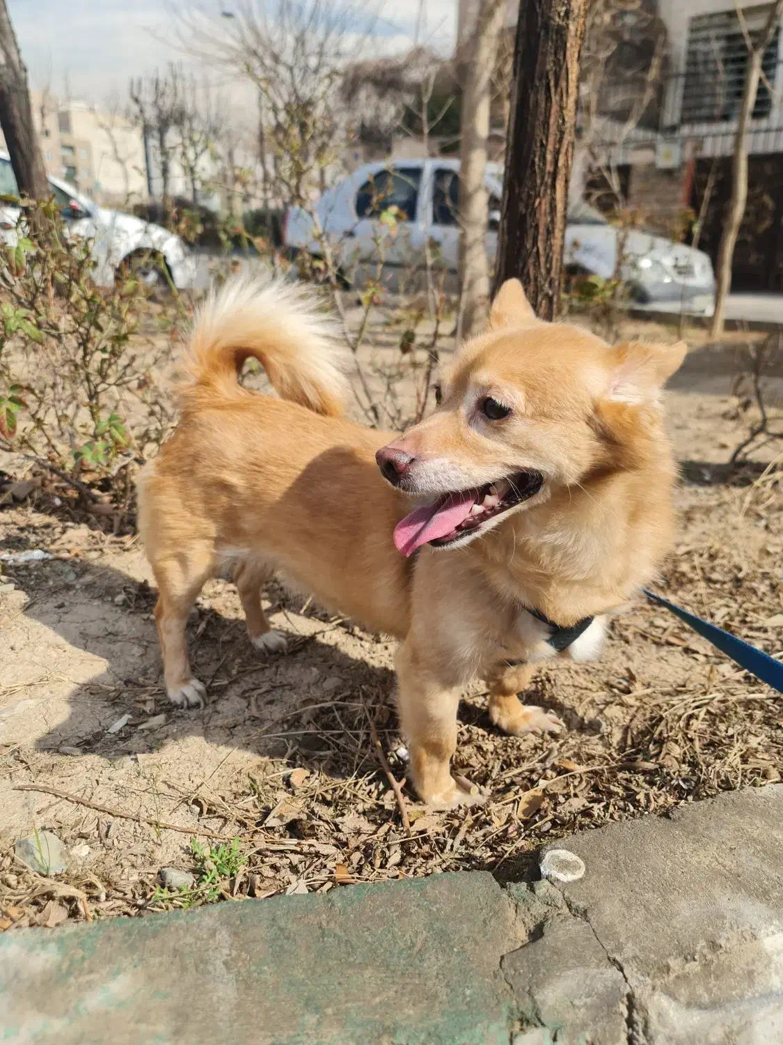 واگذاری سگ|سگ|تهران, وحیدیه|دیوار