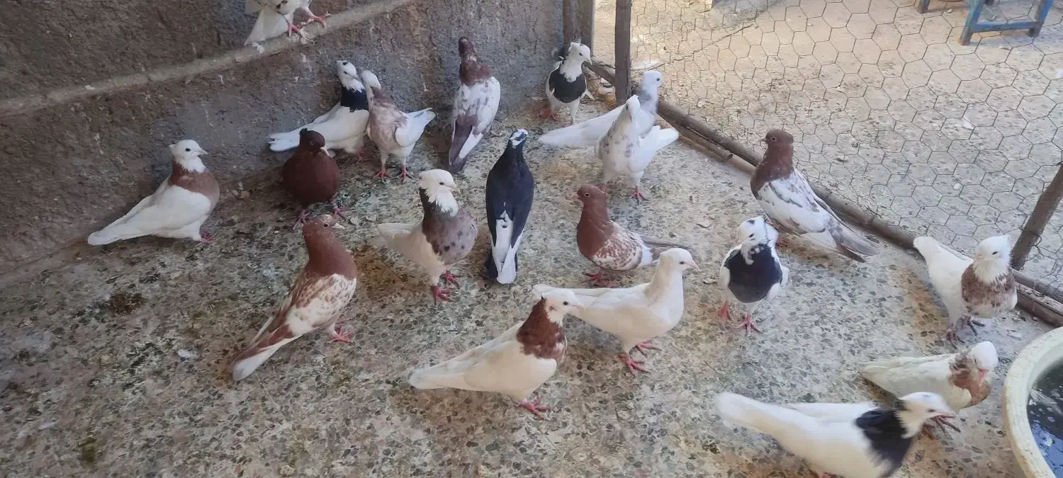 کبوتر|پرنده|اندیمشک, |دیوار