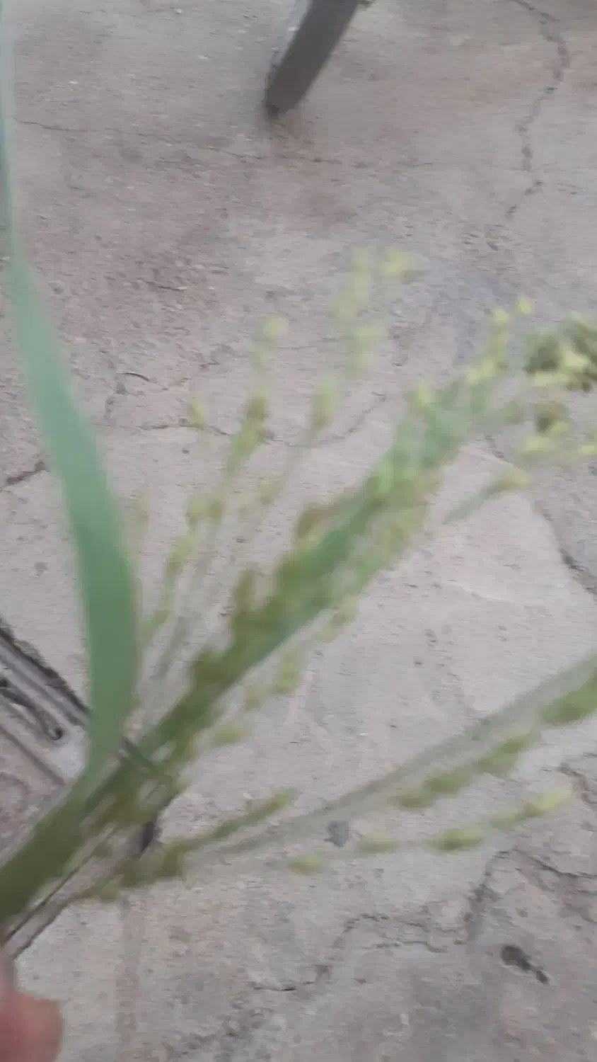 فروش کلش ارزن به صورت بسته بندی ۱|عمده‌فروشی|خزل, |دیوار