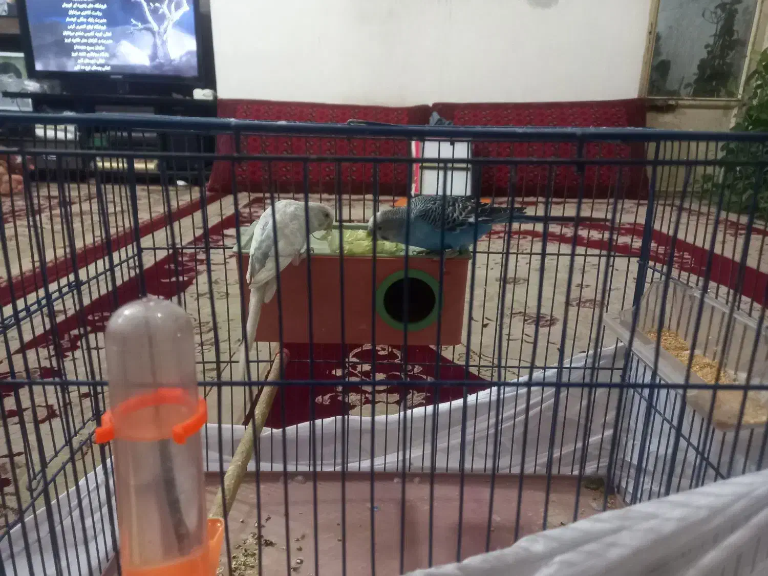 ی جفت مرغ عشق|پرنده|پاکدشت, پاکدشت (مامازند)|دیوار