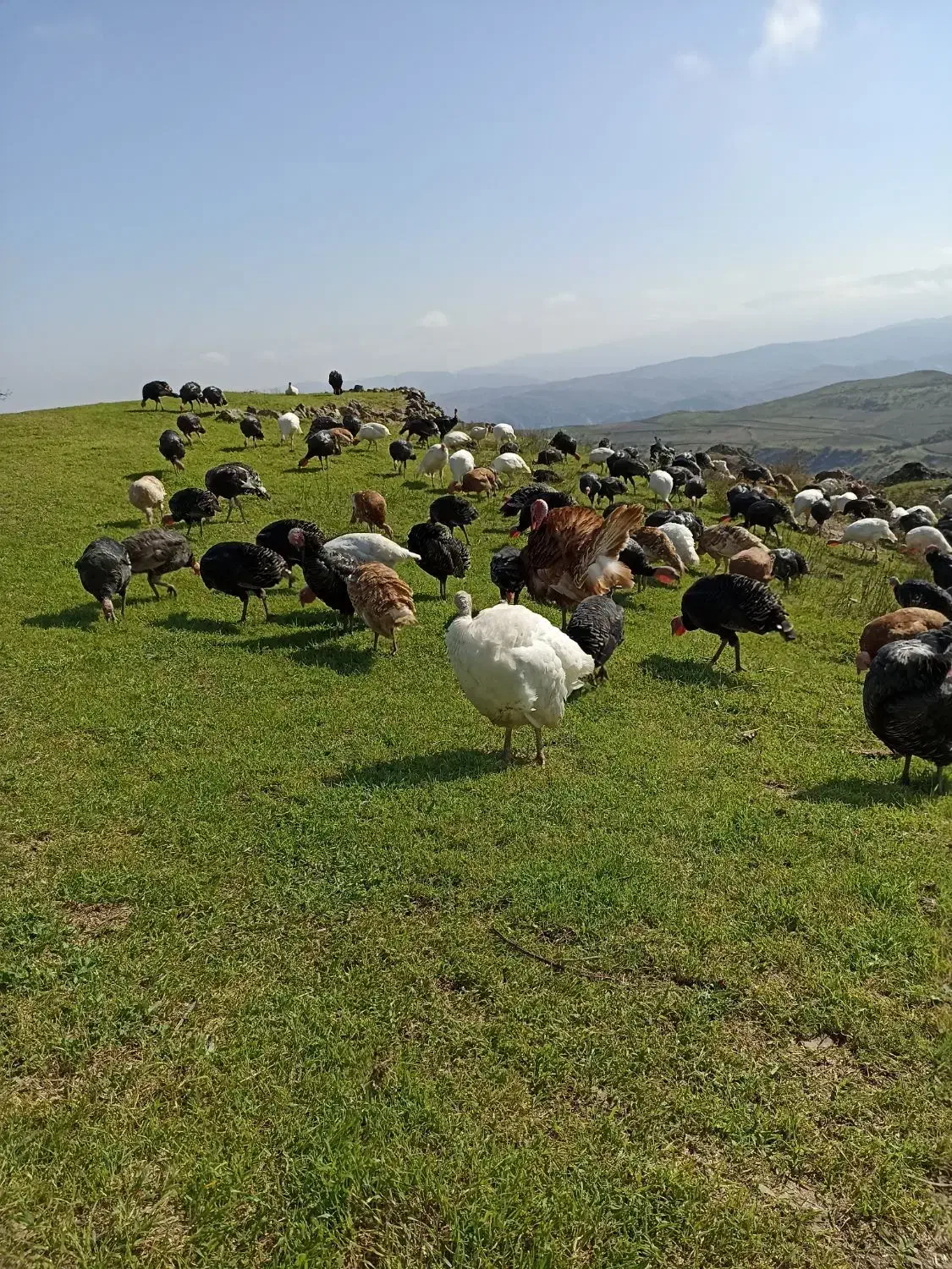 بوقلمون طبیعی|حیوانات مزرعه|کلیبر, |دیوار