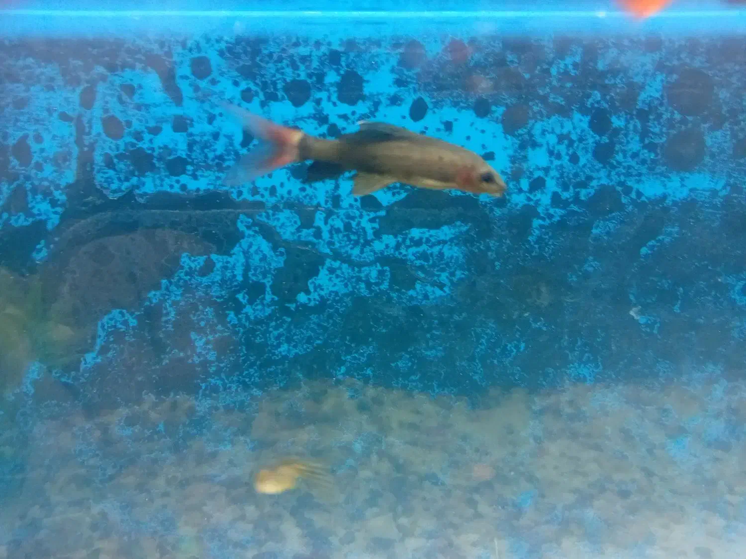 ماهی شارک|ماهی|سبزوار, جنت|دیوار