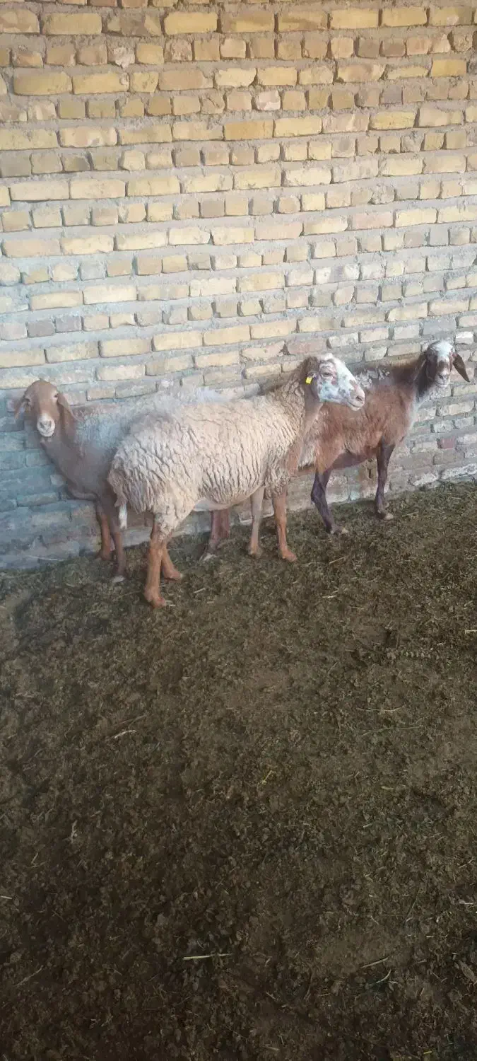 میش اوست بز|حیوانات مزرعه|تربت‌حیدریه, کوی شهید احمدزاده ملکی|دیوار