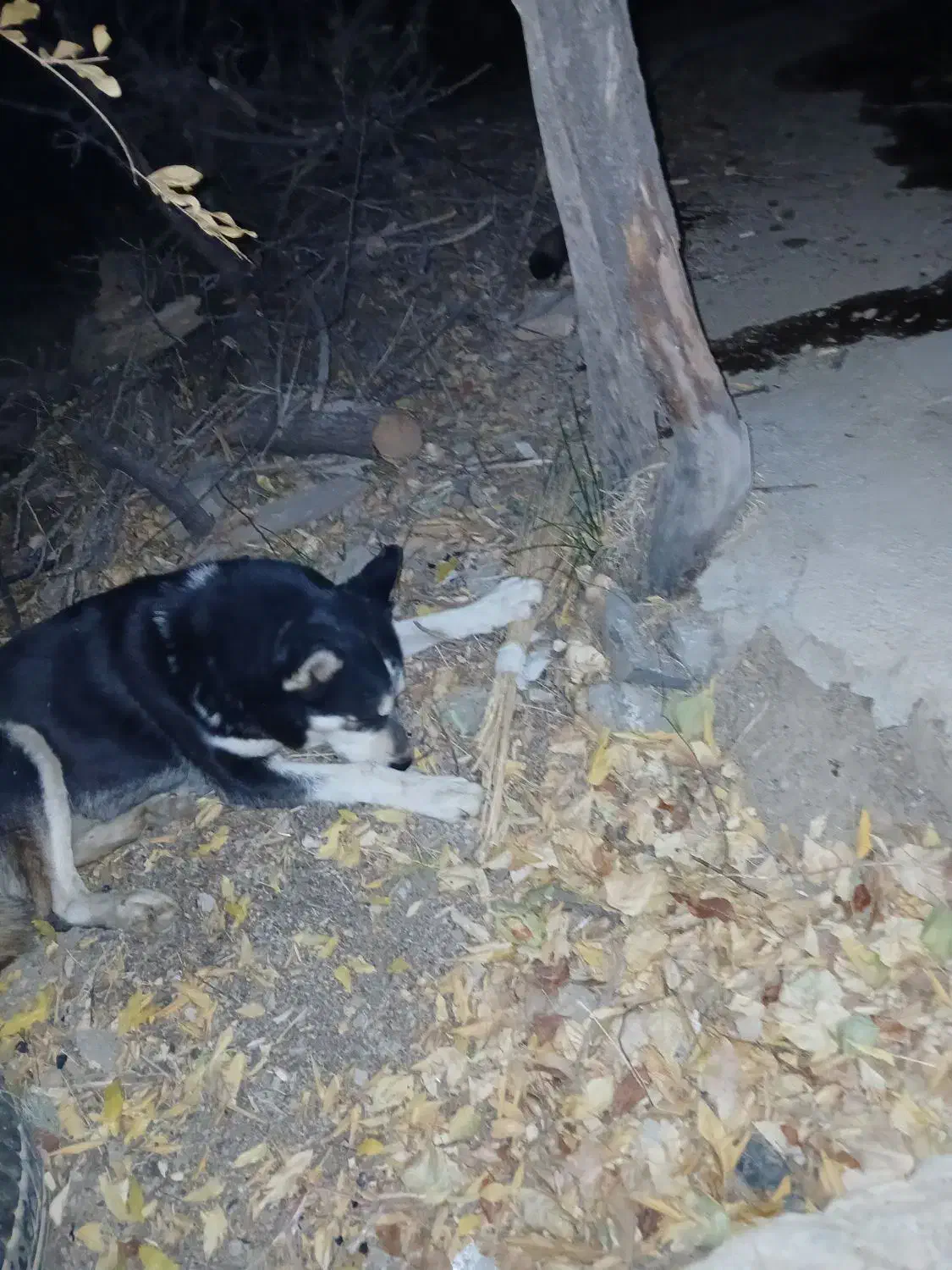 سگ هاسکی|سگ|سنندج, |دیوار