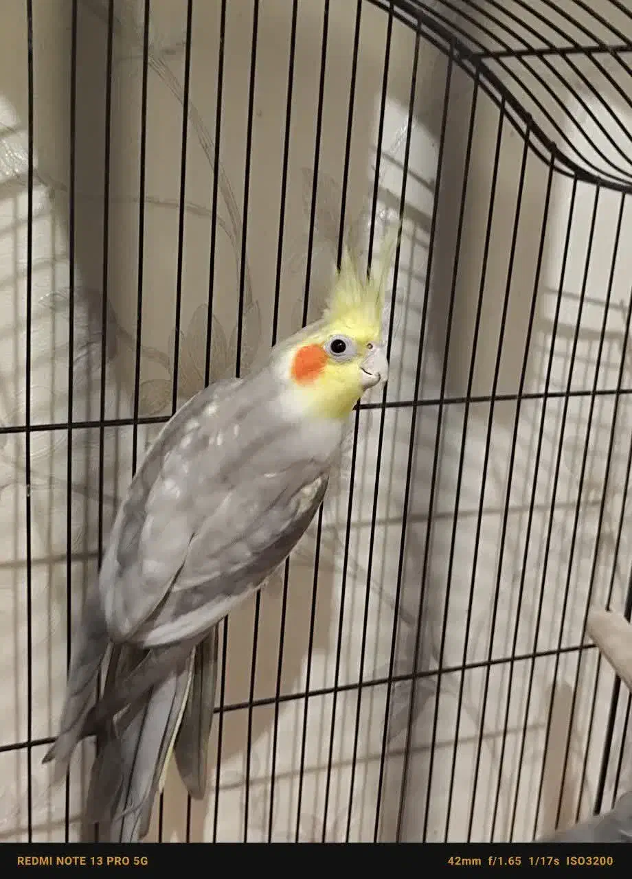 عروس هلندی نر سخنگو آهویی|پرنده|قم, شهرک مهدیه|دیوار