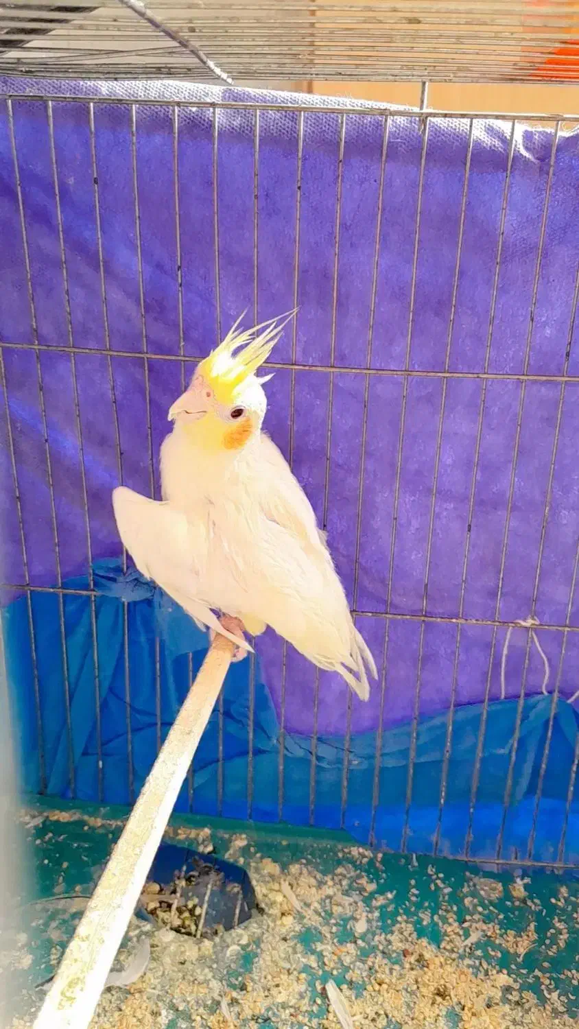 مفت عروس معامله ای|پرنده|بیرجند, |دیوار