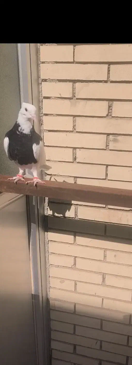 گمشده|حیوانات|طبس, |دیوار