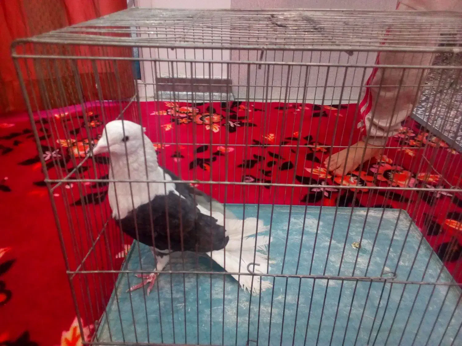 کفتر|پرنده|تهران, وردآورد|دیوار