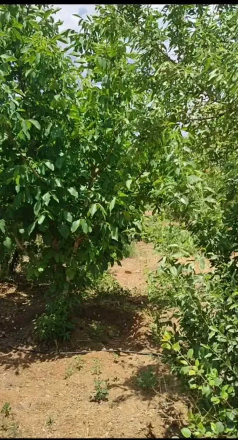 فروش ۱۰۰۰ متری|فروش دفتر صنعتی، کشاورزی، تجاری|سامان, |دیوار